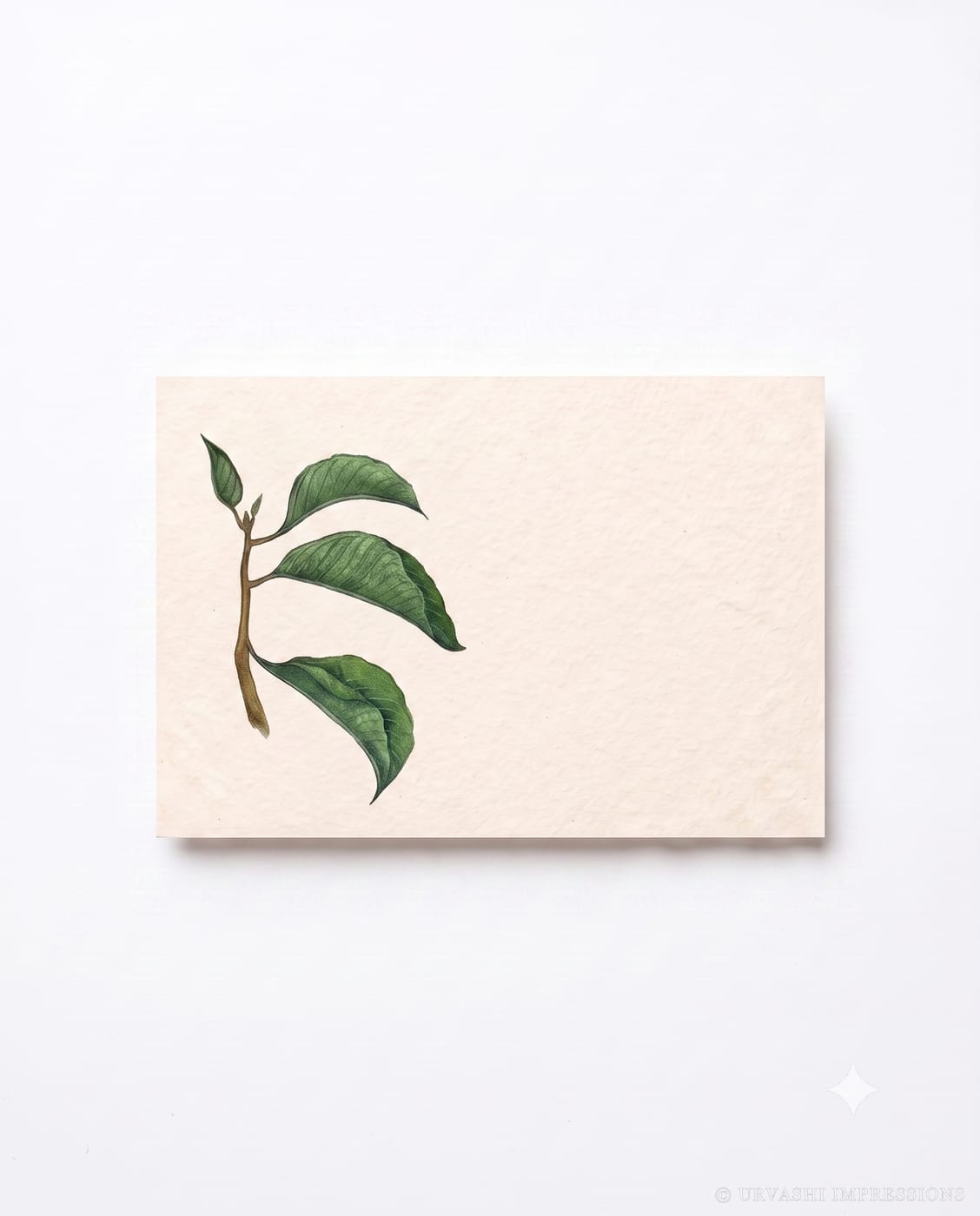 Daali Envelope — 2